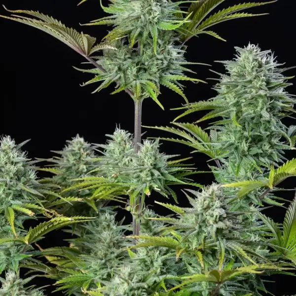 Kosher Cake Auto