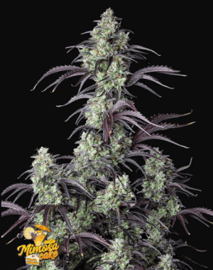 Mimosa Cake Auto