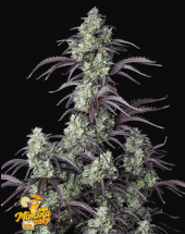 Mimosa Cake Auto