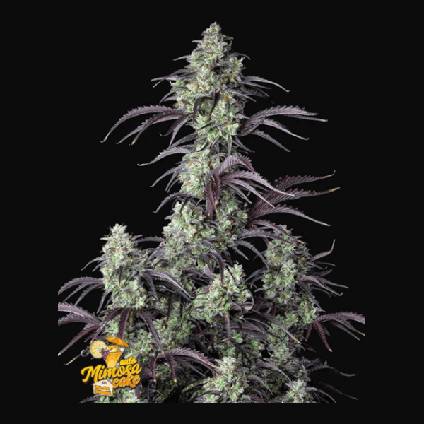 Mimosa Cake Auto
