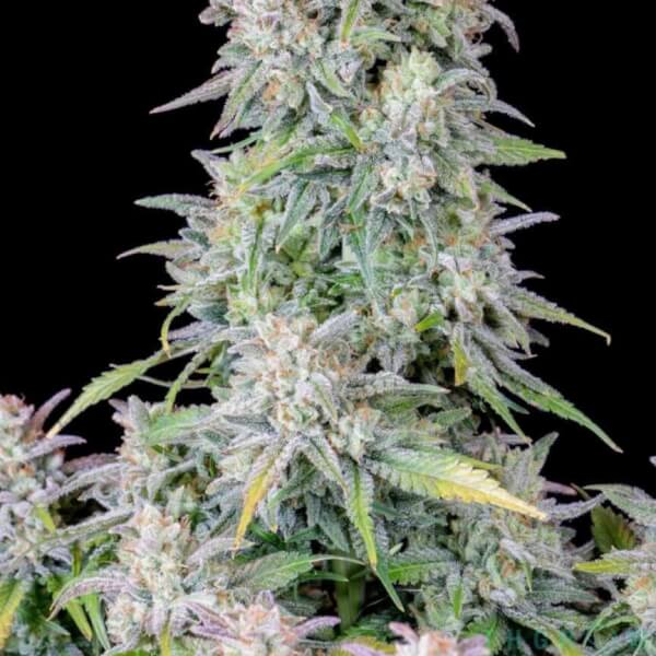 Afghan Kush Auto