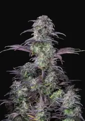 Blueberry Auto