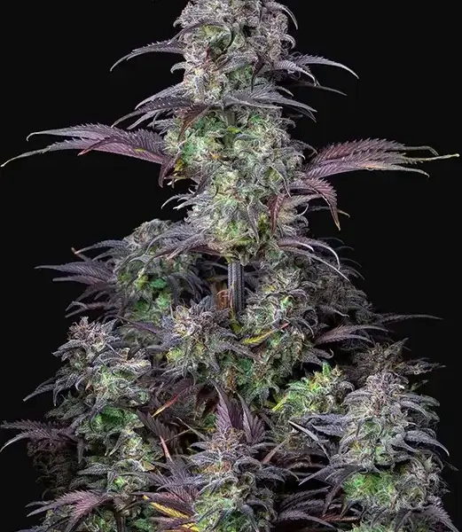 Blueberry Auto