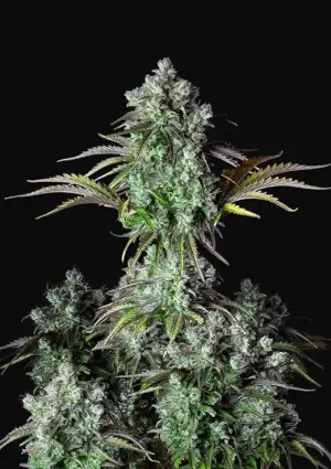 Big Bud Auto