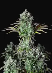 Big Bud Auto