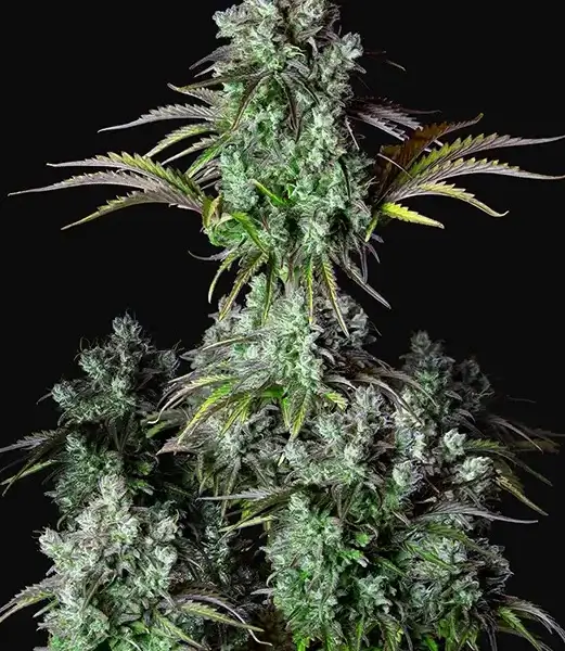 Big Bud Auto