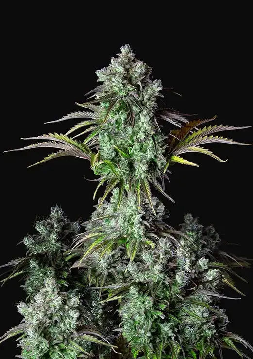 Big Bud Auto