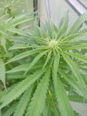 Cinderella Auto