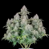 Cinderella Auto