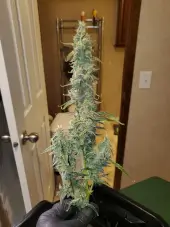 Cinderella Auto