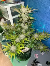 Cinderella Auto