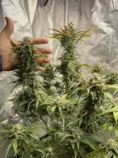 Cinderella Auto