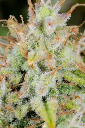 Cinderella Auto
