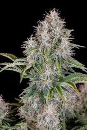 Cinderella Auto