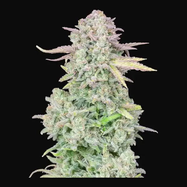 Trainwreck Auto
