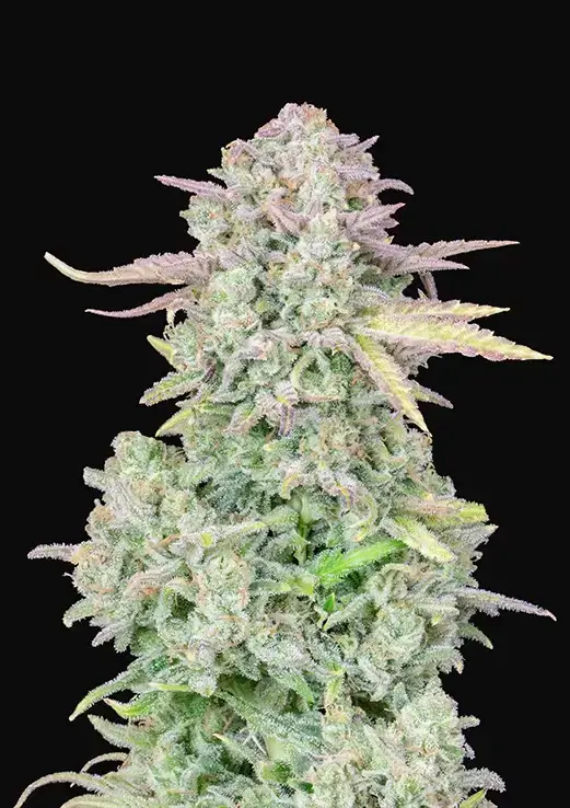 Trainwreck Auto
