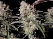 Gorilla Zkittlez Auto