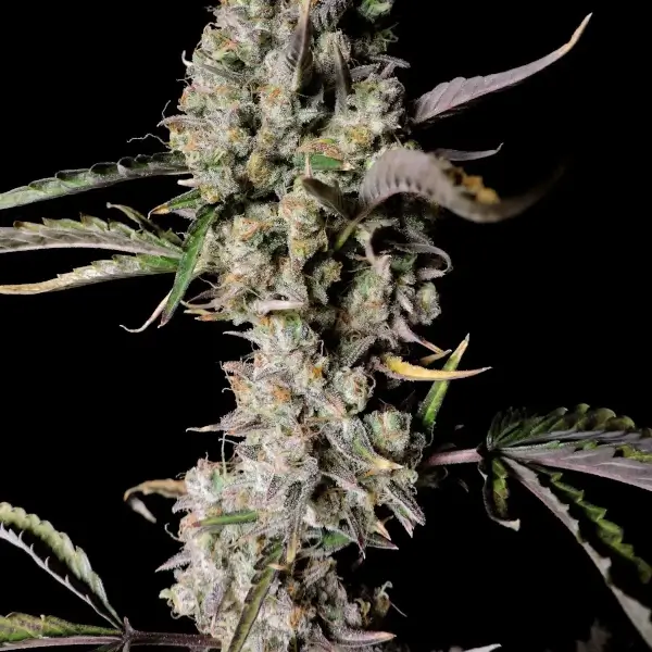 Gorilla Zkittlez Auto