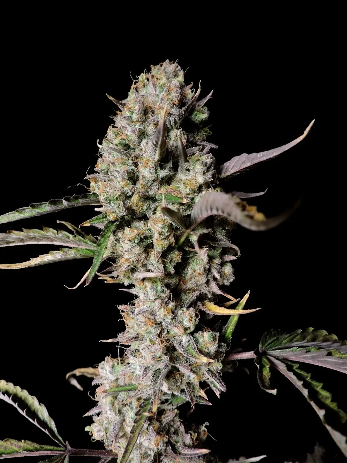 Gorilla Z Auto