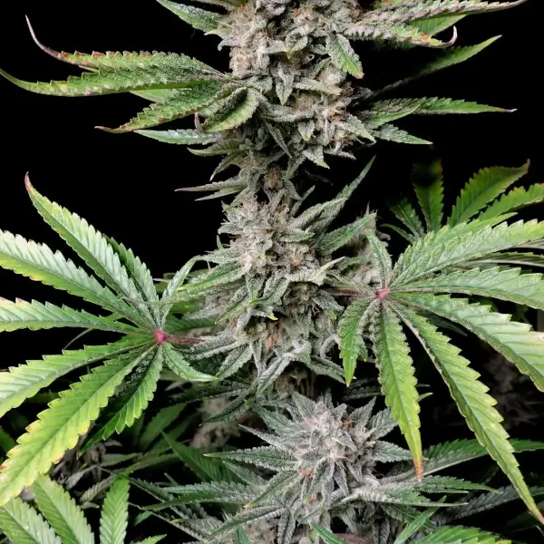 Cherry Cola Auto
