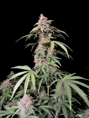 Amnesia Zkittlez Auto