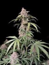Amnesia Zkittlez Auto