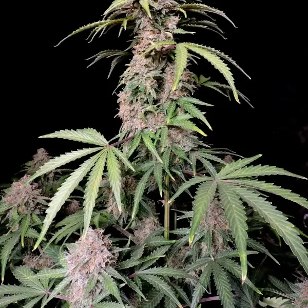 Amnesia Zkittlez Auto