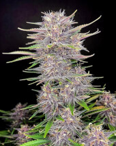 Banana Purple Punch Auto