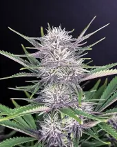 Banana Purple Punch Auto