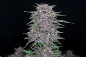 Banana Purple Punch Auto