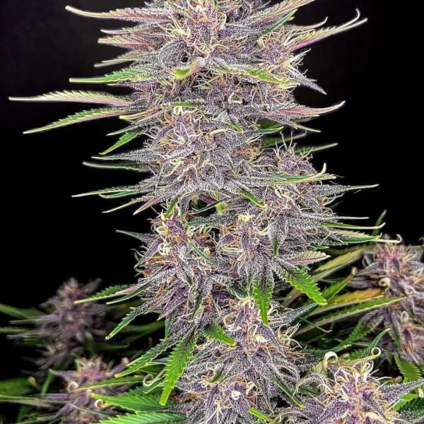 Banana Purple Punch Auto