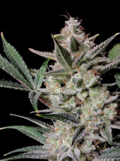 Strawberry Gorilla Auto