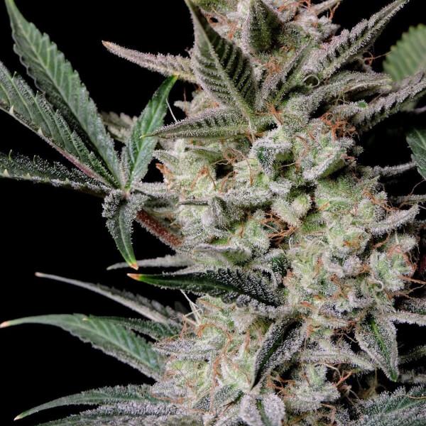 Strawberry Gorilla Auto