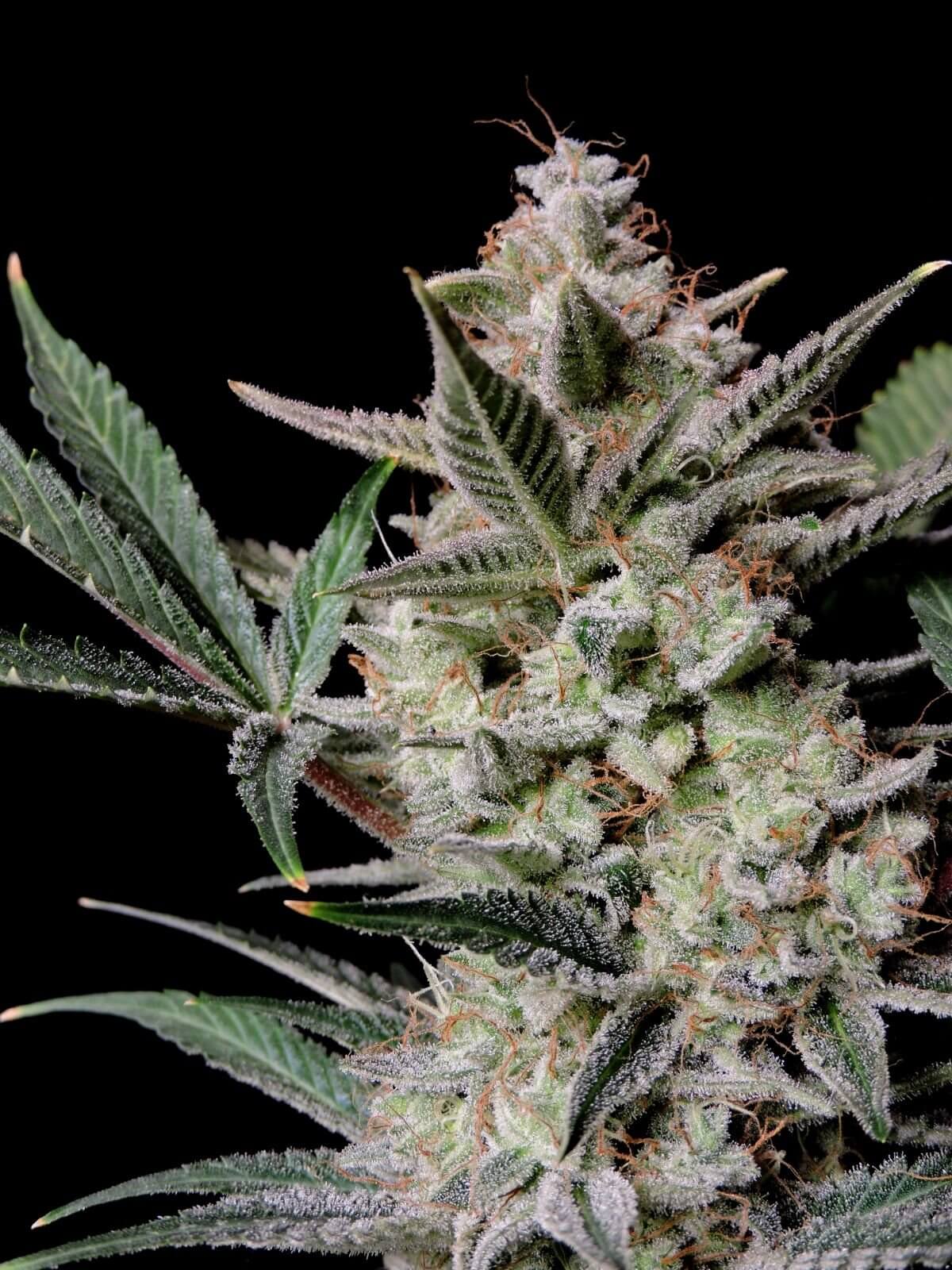 Strawberry Gorilla Auto