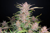 Gorilla Punch Auto