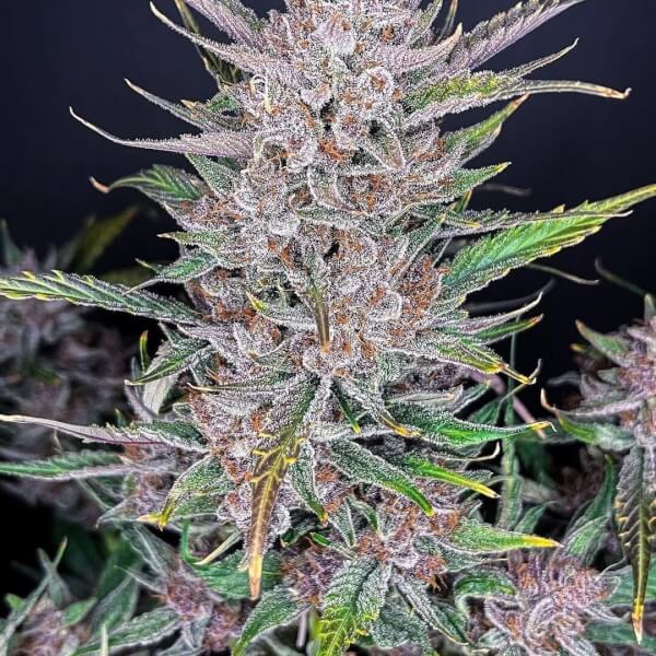 Gorilla Punch Auto