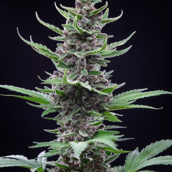 Tropicana Cookies Auto