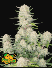 Apricot Auto