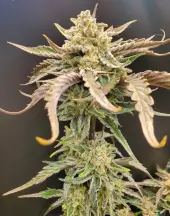 Apricot Auto