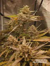 Apricot Auto