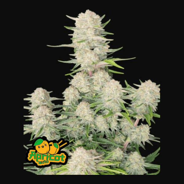 Apricot Auto