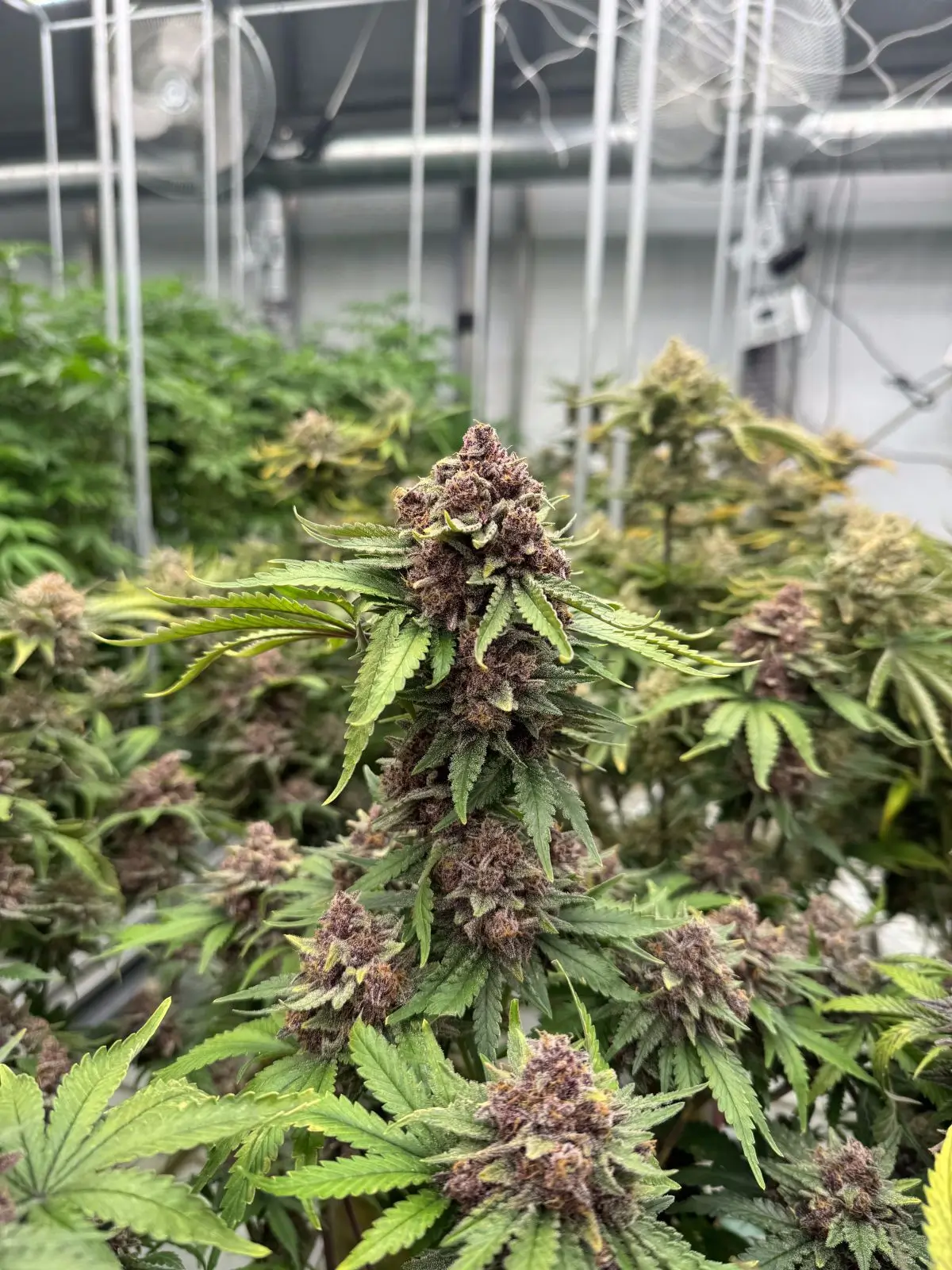 Cherry Cola RF3 Auto