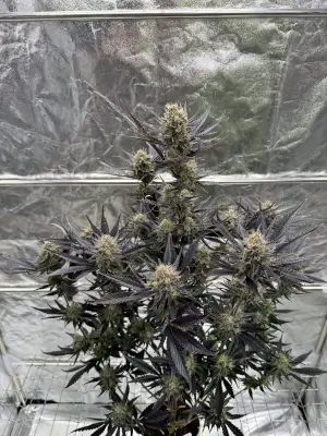 Guava Auto RF3