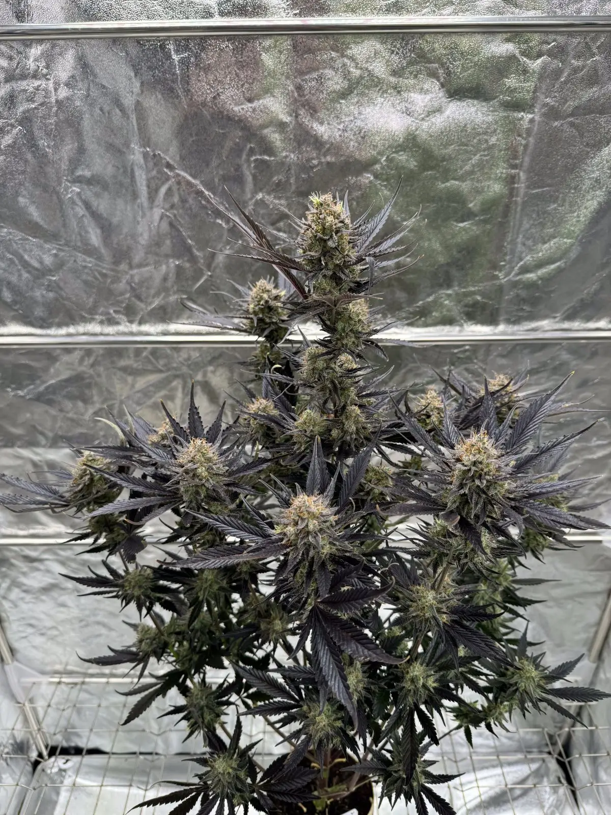 Guava RF3 Auto