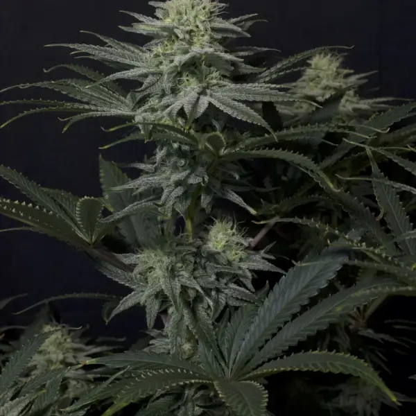 GG4 Sherbet FF