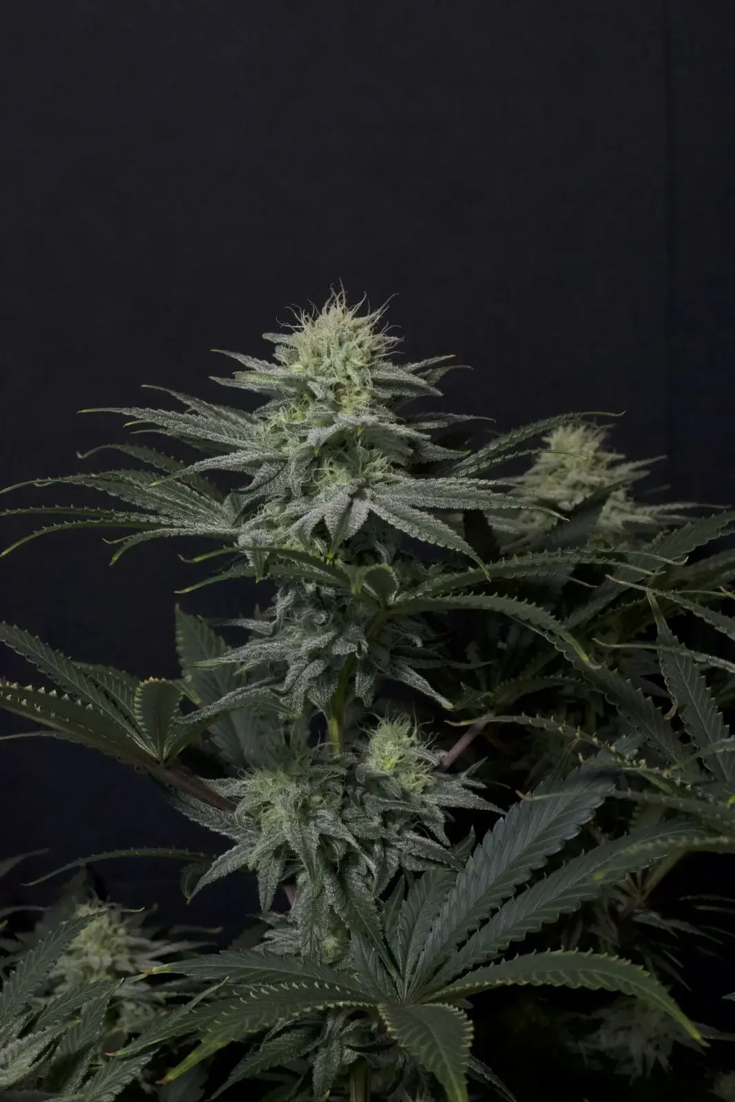 GG4 Sherbet