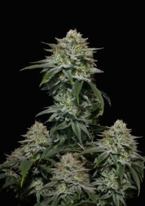Gorilla Cookies