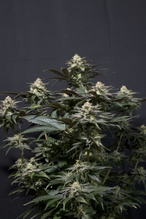 Purple Lemonade FF