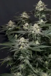 Purple Lemonade FF