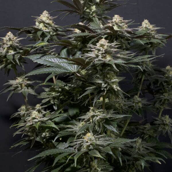 Purple Lemonade FF